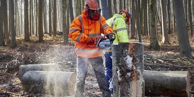 Zwei Menschen bei der Arbeit im Wald